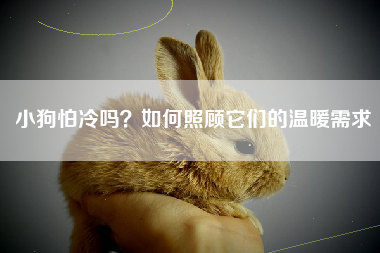 小狗怕冷吗？如何照顾它们的温暖需求