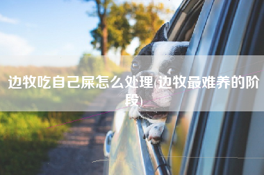 边牧吃自己屎怎么处理(边牧最难养的阶段)