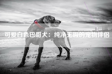 可爱白色巴哥犬：纯净无瑕的宠物伴侣