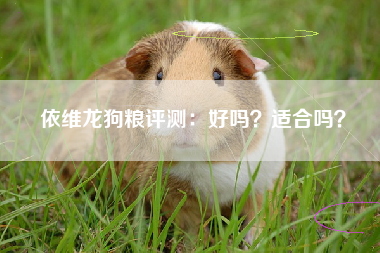 依维龙狗粮评测：好吗？适合吗？