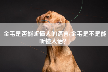 金毛是否能听懂人的语言(金毛是不是能听懂人话？)