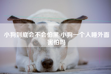 小狗到底会不会怕黑;小狗一个人睡外面害怕吗