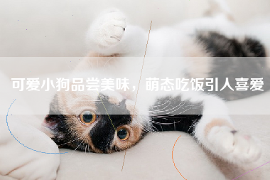 可爱小狗品尝美味，萌态吃饭引人喜爱