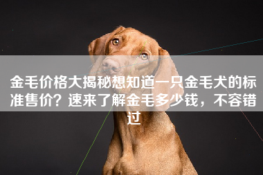 金毛价格大揭秘想知道一只金毛犬的标准售价？速来了解金毛多少钱，不容错过