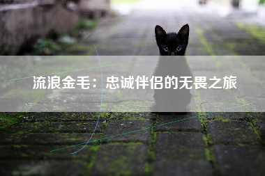 流浪金毛：忠诚伴侣的无畏之旅