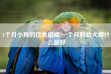 1个月小狗的饮食指南,一个月的幼犬喂什么最好
