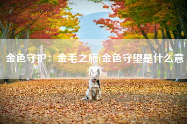 金色守护：金毛之旅(金色守望是什么意思)