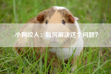 小狗咬人：如何解决这个问题？