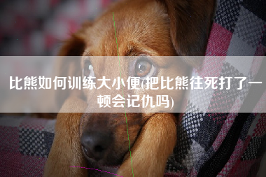 比熊如何训练大小便(把比熊往死打了一顿会记仇吗)