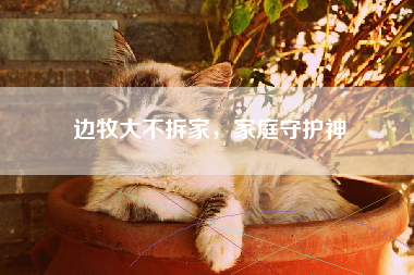 边牧大不拆家，家庭守护神