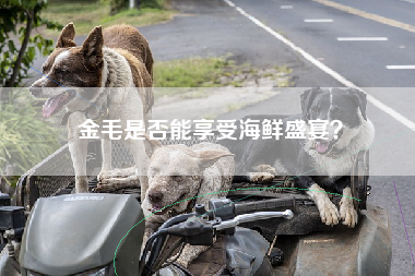 金毛是否能享受海鲜盛宴？
