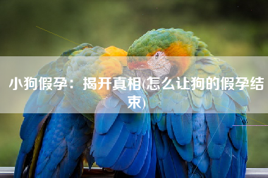 小狗假孕：揭开真相(怎么让狗的假孕结束)