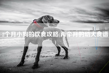2个月小狗的饮食攻略(两个月的幼犬食谱)