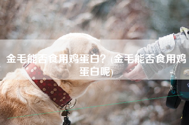 金毛能否食用鸡蛋白？(金毛能否食用鸡蛋白呢)