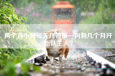 两个月小狗每天几顿饭—狗狗几个月开始认主人？