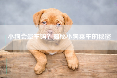 小狗会晕车吗？揭秘小狗乘车的秘密
