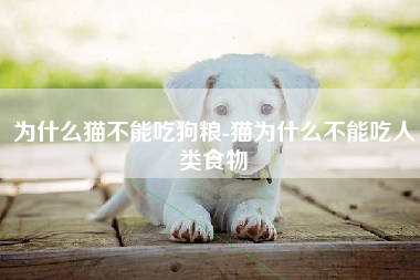 为什么猫不能吃狗粮-猫为什么不能吃人类食物