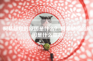 柯基腿短的原因是什么？,柯基腿短的原因是什么症状