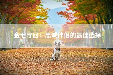 金毛寻回：忠诚伴侣的最佳选择