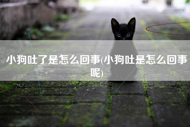 小狗吐了是怎么回事(小狗吐是怎么回事呢)