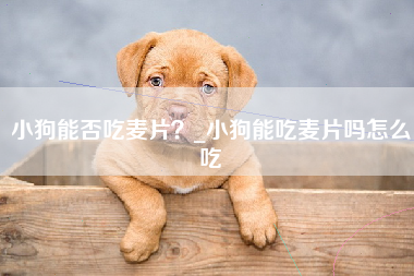 小狗能否吃麦片？_小狗能吃麦片吗怎么吃