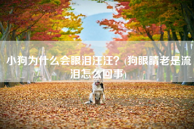 小狗为什么会眼泪汪汪？(狗眼睛老是流泪怎么回事)