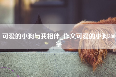 可爱的小狗与我相伴_作文可爱的小狗300字