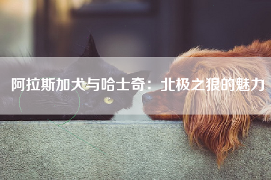 阿拉斯加犬与哈士奇：北极之狼的魅力