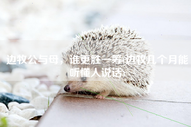 边牧公与母，谁更胜一筹(边牧几个月能听懂人说话)