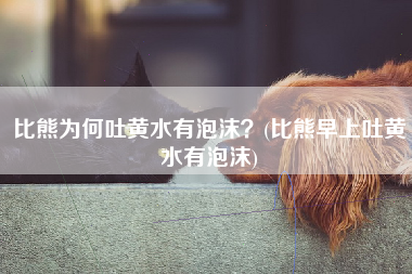 比熊为何吐黄水有泡沫？(比熊早上吐黄水有泡沫)