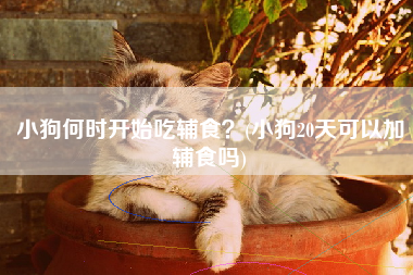 小狗何时开始吃辅食？(小狗20天可以加辅食吗)