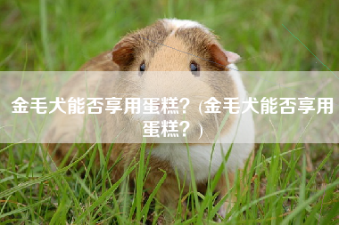 金毛犬能否享用蛋糕？(金毛犬能否享用蛋糕？)