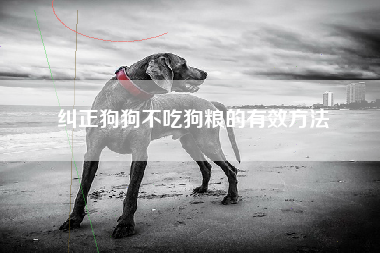 纠正狗狗不吃狗粮的有效方法