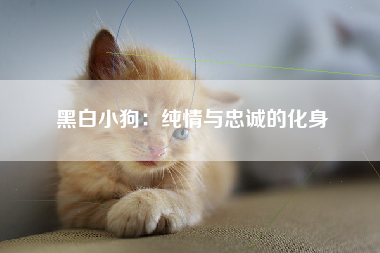 黑白小狗：纯情与忠诚的化身