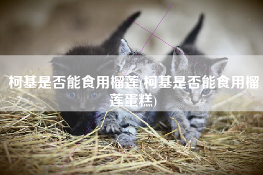 柯基是否能食用榴莲(柯基是否能食用榴莲蛋糕)