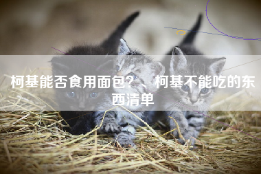 柯基能否食用面包？、柯基不能吃的东西清单