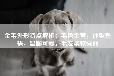 金毛外形特点解析：毛色金黄，体型魁梧，温顺可爱，毛发柔软亮丽