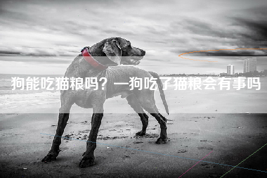 狗能吃猫粮吗？—狗吃了猫粮会有事吗