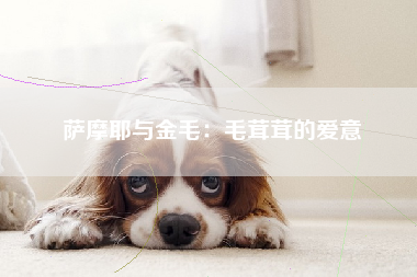 萨摩耶与金毛：毛茸茸的爱意