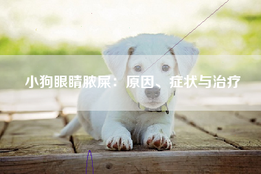 小狗眼睛脓屎：原因、症状与治疗