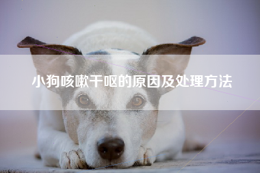 小狗咳嗽干呕的原因及处理方法