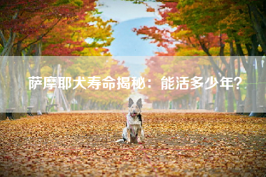 萨摩耶犬寿命揭秘：能活多少年？