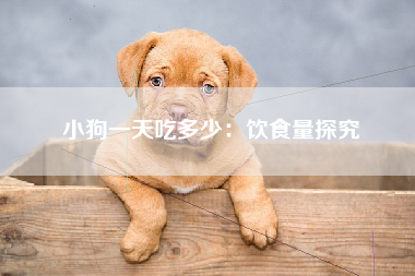 小狗一天吃多少：饮食量探究