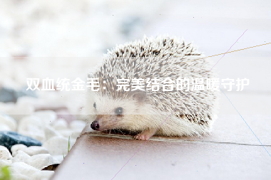 双血统金毛：完美结合的温暖守护