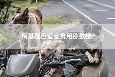 柯基是否适宜食用猕猴桃？