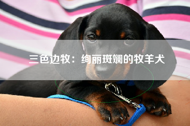 三色边牧：绚丽斑斓的牧羊犬