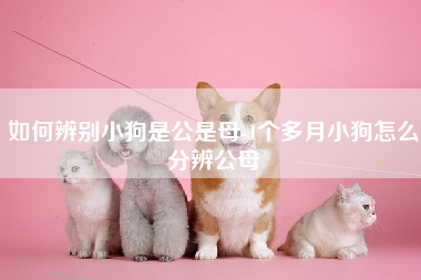 如何辨别小狗是公是母-1个多月小狗怎么分辨公母