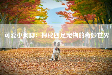 可爱小狗脚：探秘四足宠物的奇妙世界