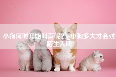 小狗何时开始叫声呢？_小狗多大才会对陌生人叫