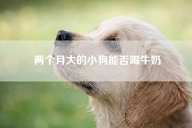 两个月大的小狗能否喝牛奶